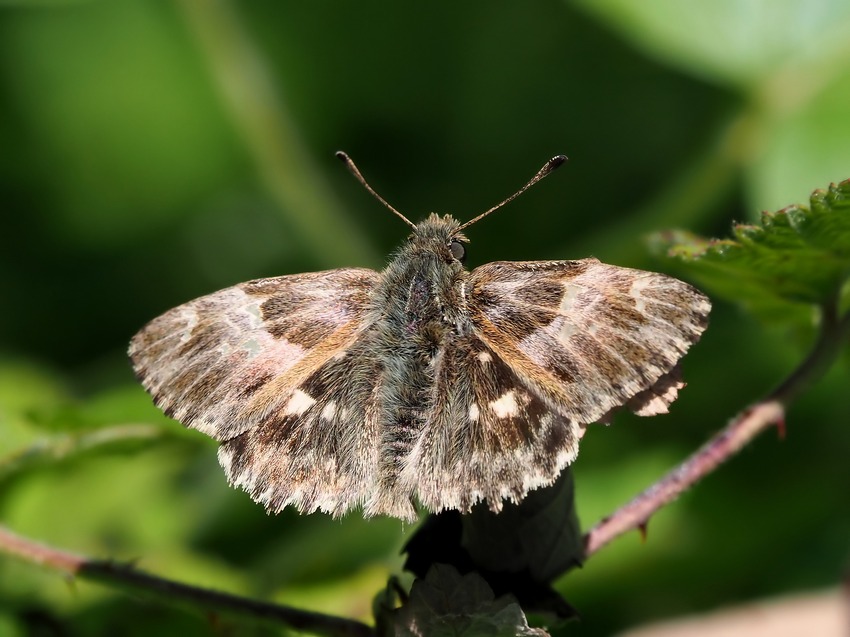 Carcharodus da identificare